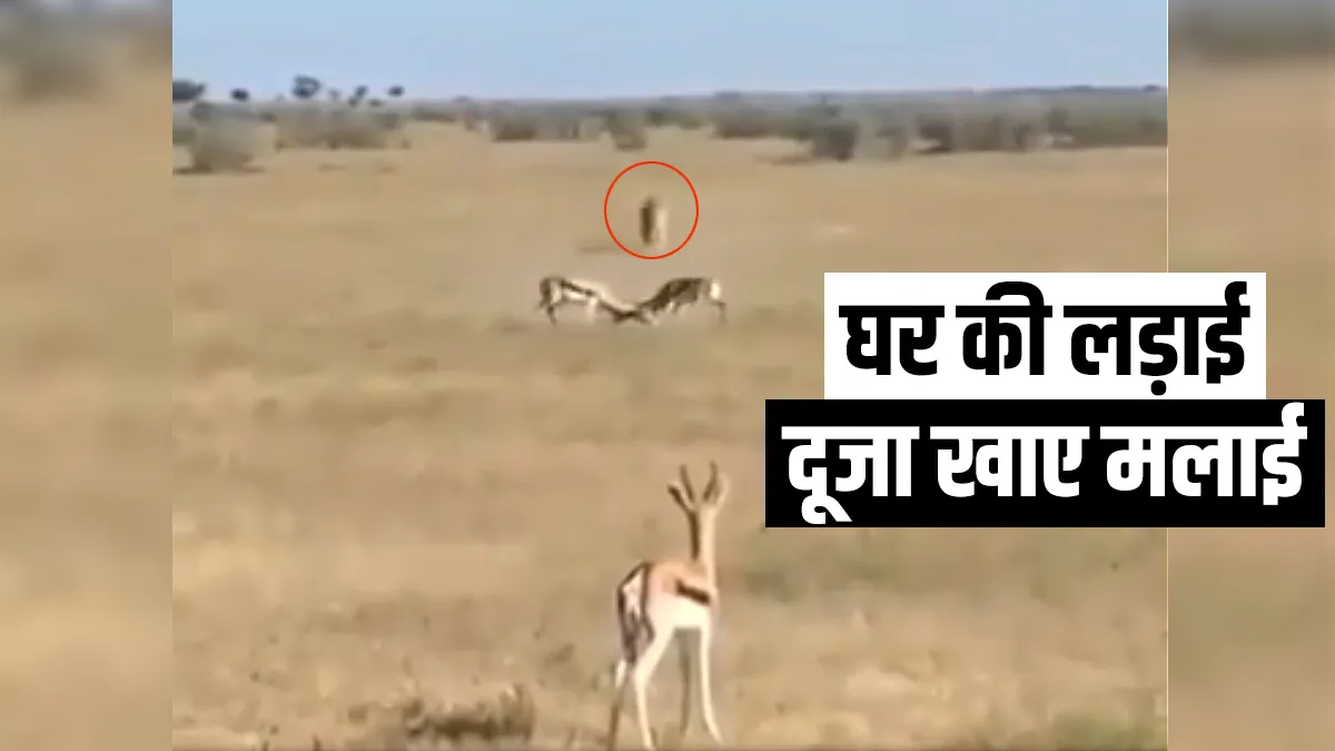 deer fight- India TV Hindi