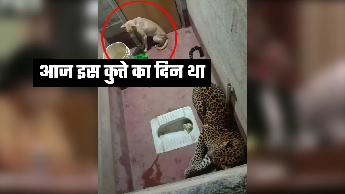 कुत्ता और तेंदुआ एक साथ टॉयलेट में हुए बंद, फिर जो हुआ वो कभी नहीं हुआ होगा- India TV Hindi