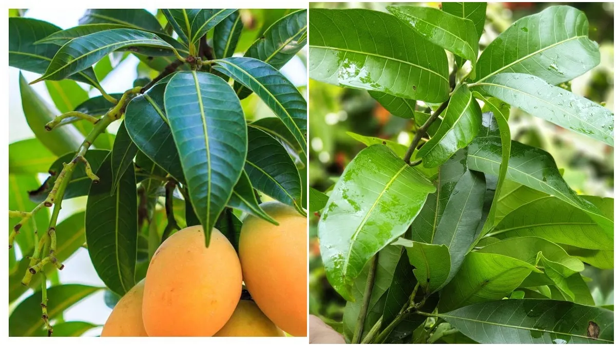mango leaves - India TV Hindi