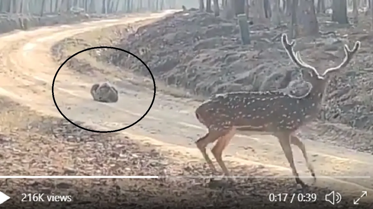 Hunting fails- India TV Hindi