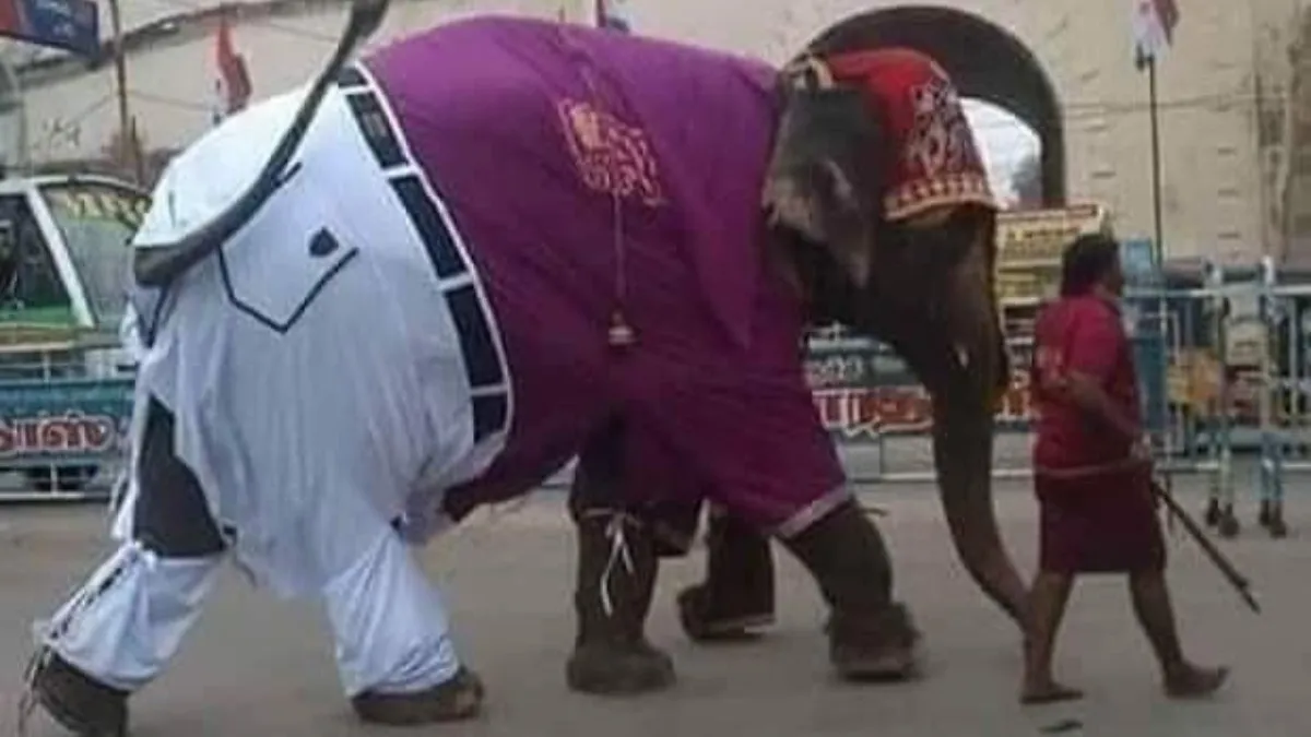 हाथी ने पहनी पैंट-शर्ट, बेल्ट और 'टोपी', आनंद महिंद्रा बोले- "अतुल्य भारत"- India TV Hindi
