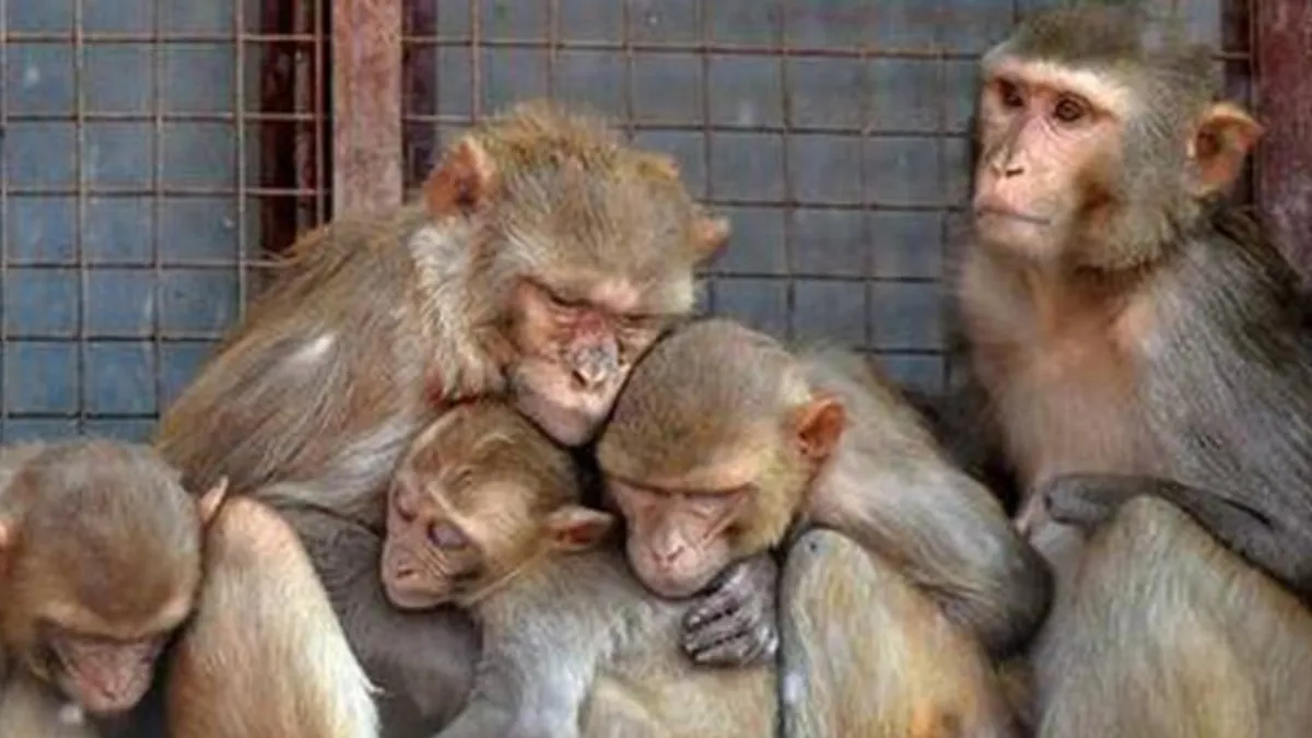 उत्तराखंड में 38115 उत्पाती बंदरों की नसबंदी की गई।- India TV Hindi