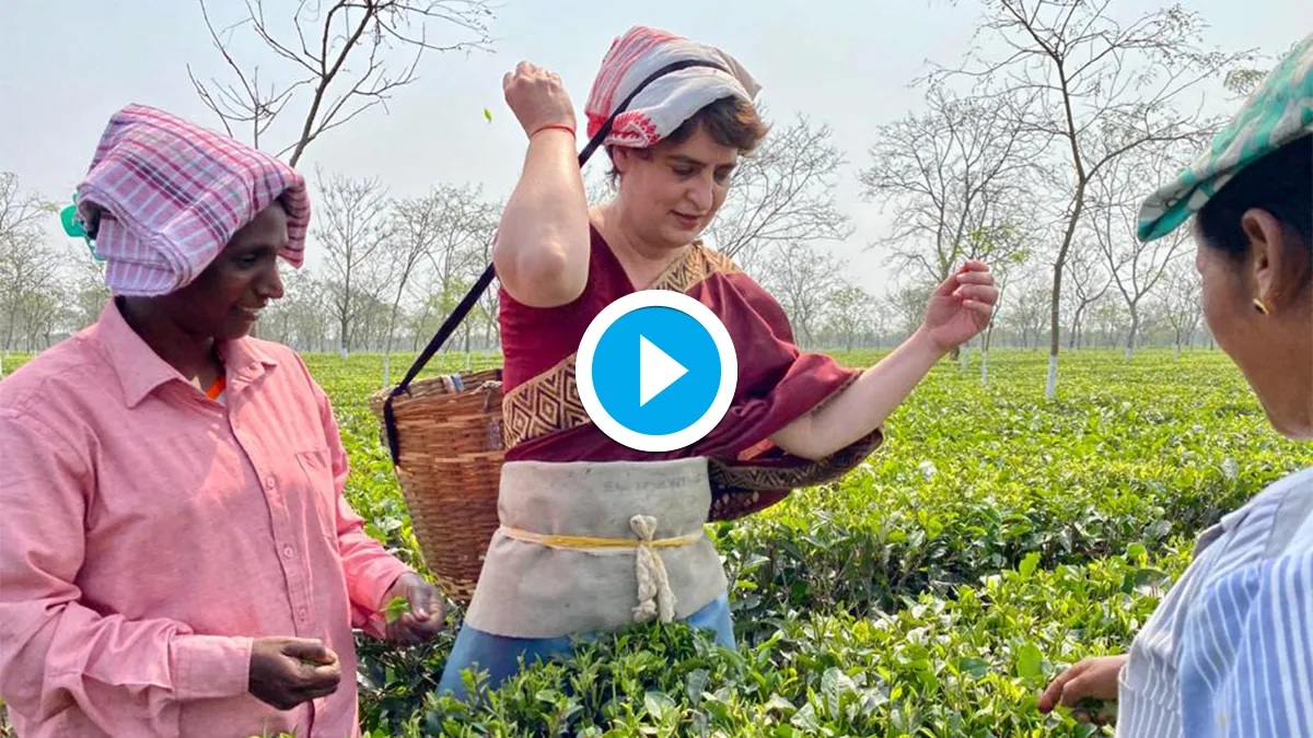 Assam Elections Priyanka Gandhi Vadra plucks tea leaves  watch video असम के चाय बागान में चाय की पत्- India TV Hindi