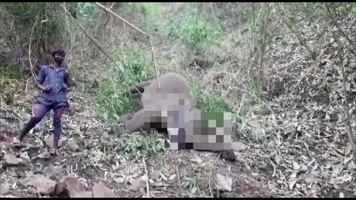 18 elephants killed in lightning strikes in Assam's Nagaon- India TV Hindi