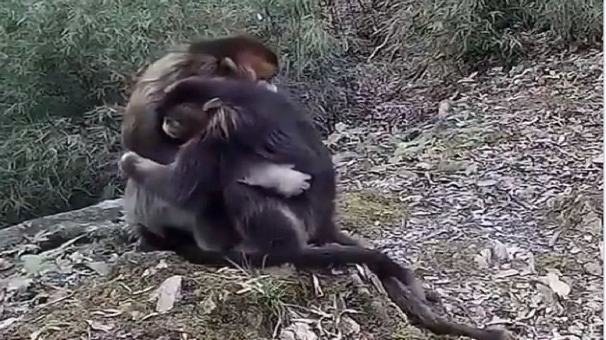 Monkey hug viral video- India TV Hindi