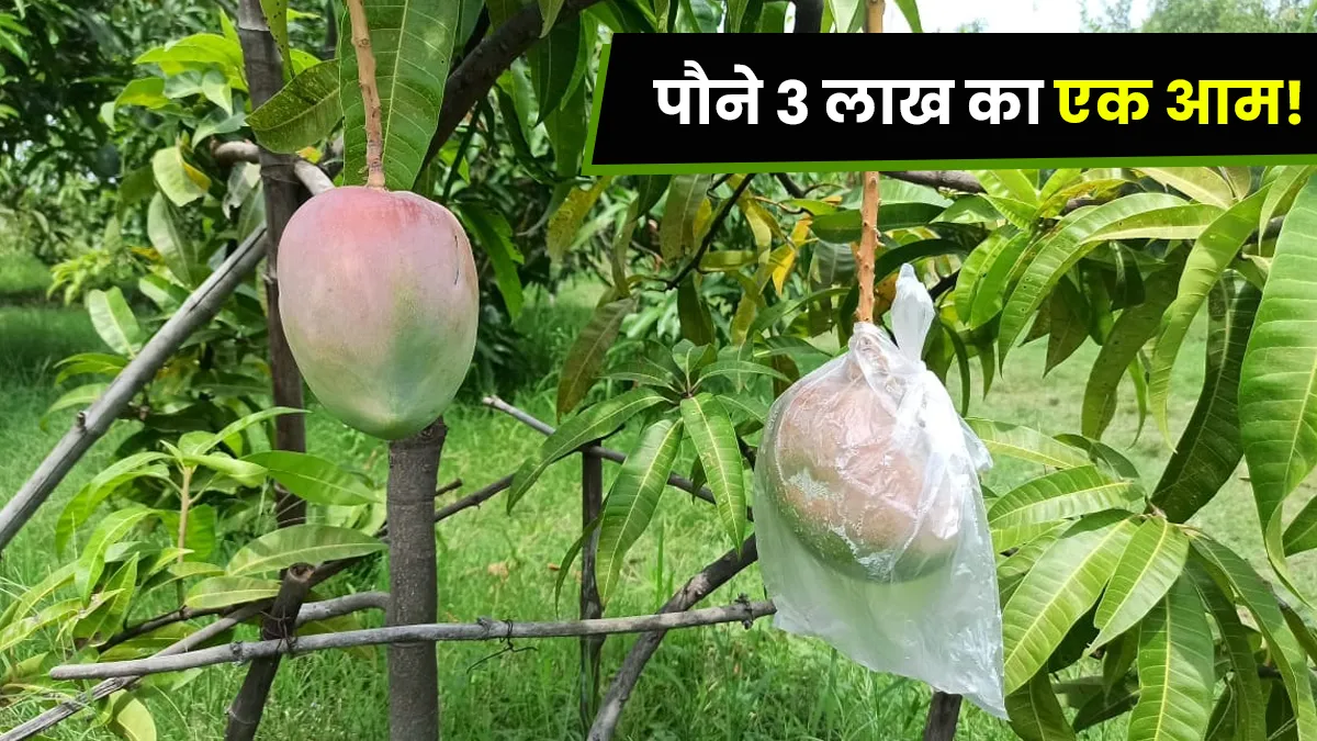 Japani mango orengo the tomego in Jabalpur Madhya pradesh Price Rs 270000 4 Security Guard and 6 dog- India TV Hindi