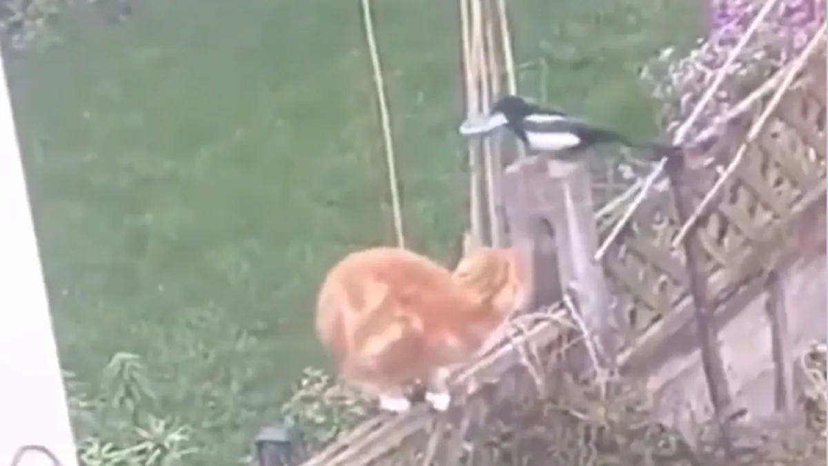 Bird cat fight- India TV Hindi