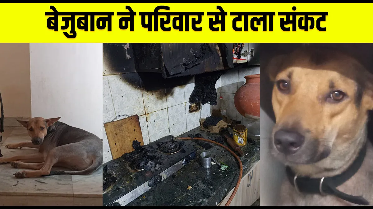 pet dog raises alarm saves family from fire in greater noida अच्छा करने वालों के साथ अच्छा ही होता ह- India TV Hindi
