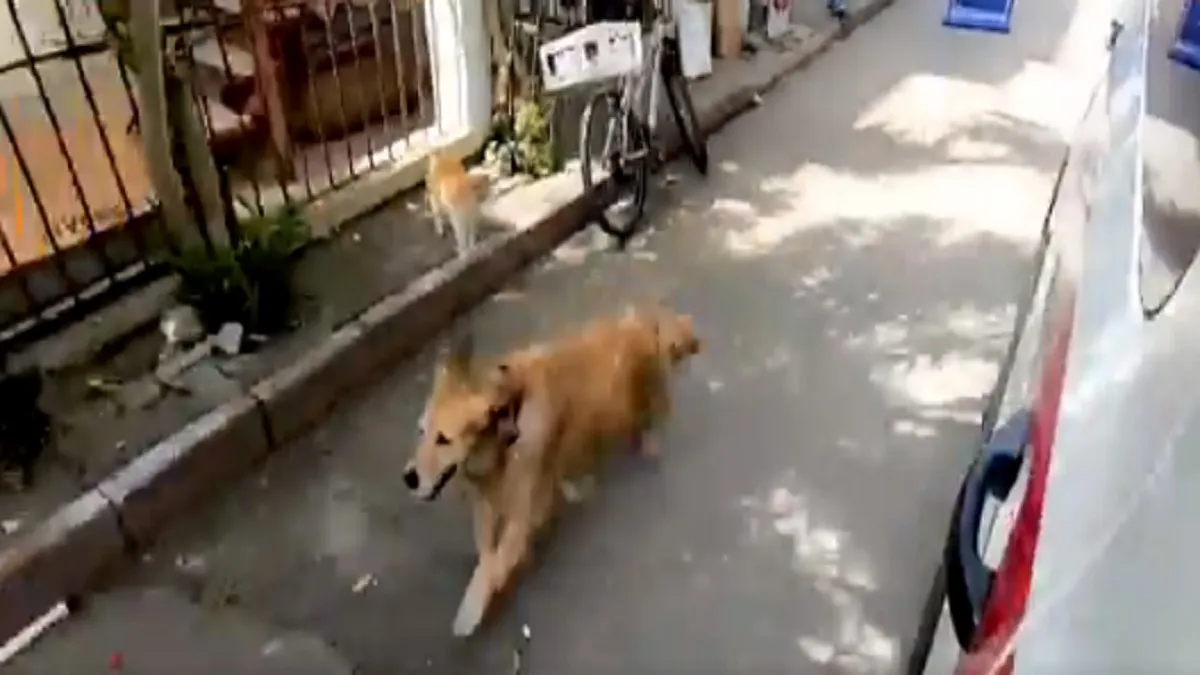 dog video- India TV Hindi