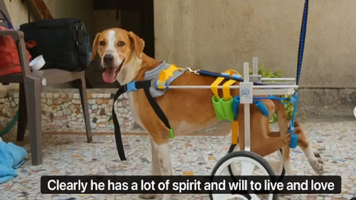 sprite the dog- India TV Hindi