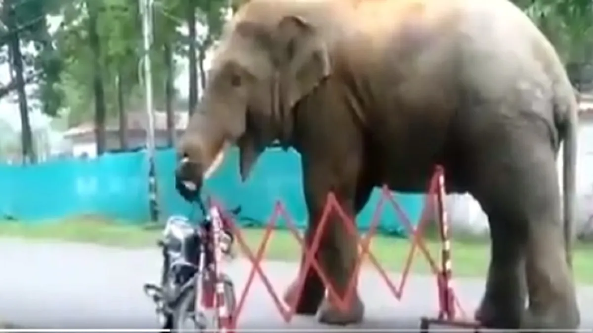 elephant eat helmet- India TV Hindi