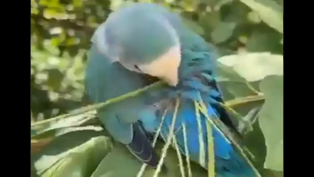 love bird trick for nest- India TV Hindi