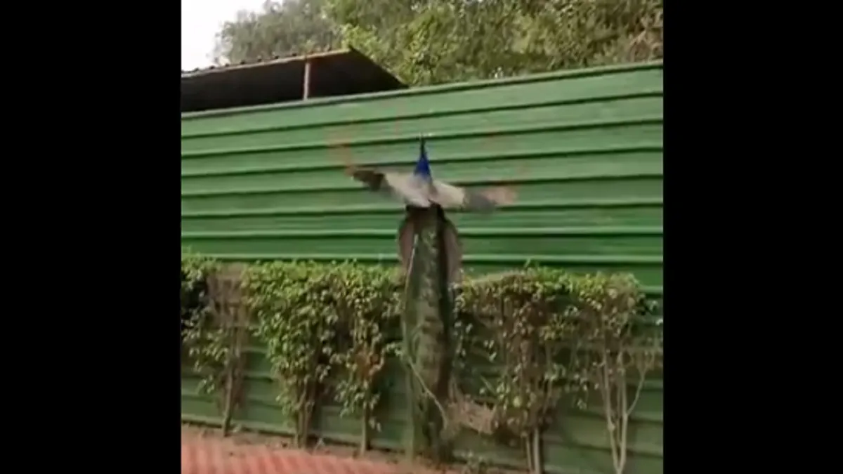 peacock- India TV Hindi