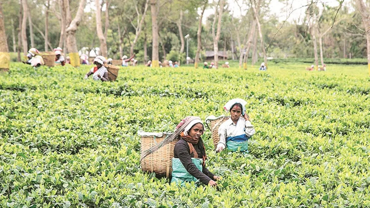 Tea exporters fear dip in export volume in current year- India TV Paisa