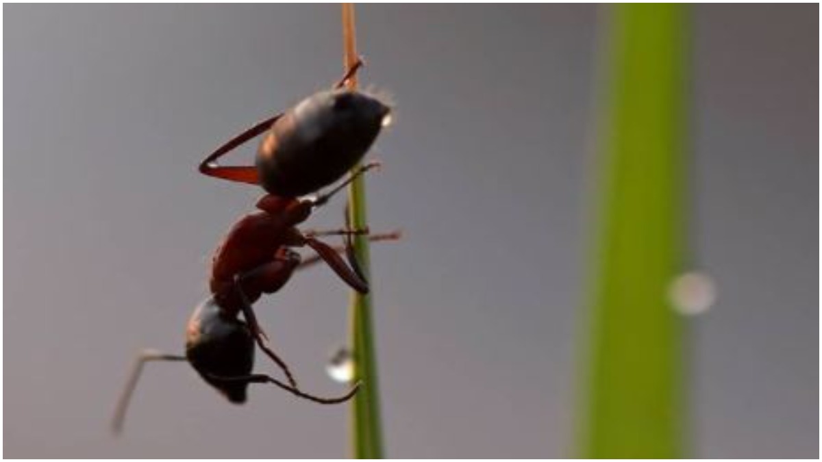 Easy And Effective Way To Get Rid Of Ants In Rainy Season Kitchen Hacks बरस त म च ट य क भग न क आस न और असरद र तर क आजम कर द ख ए India Tv Hindi News