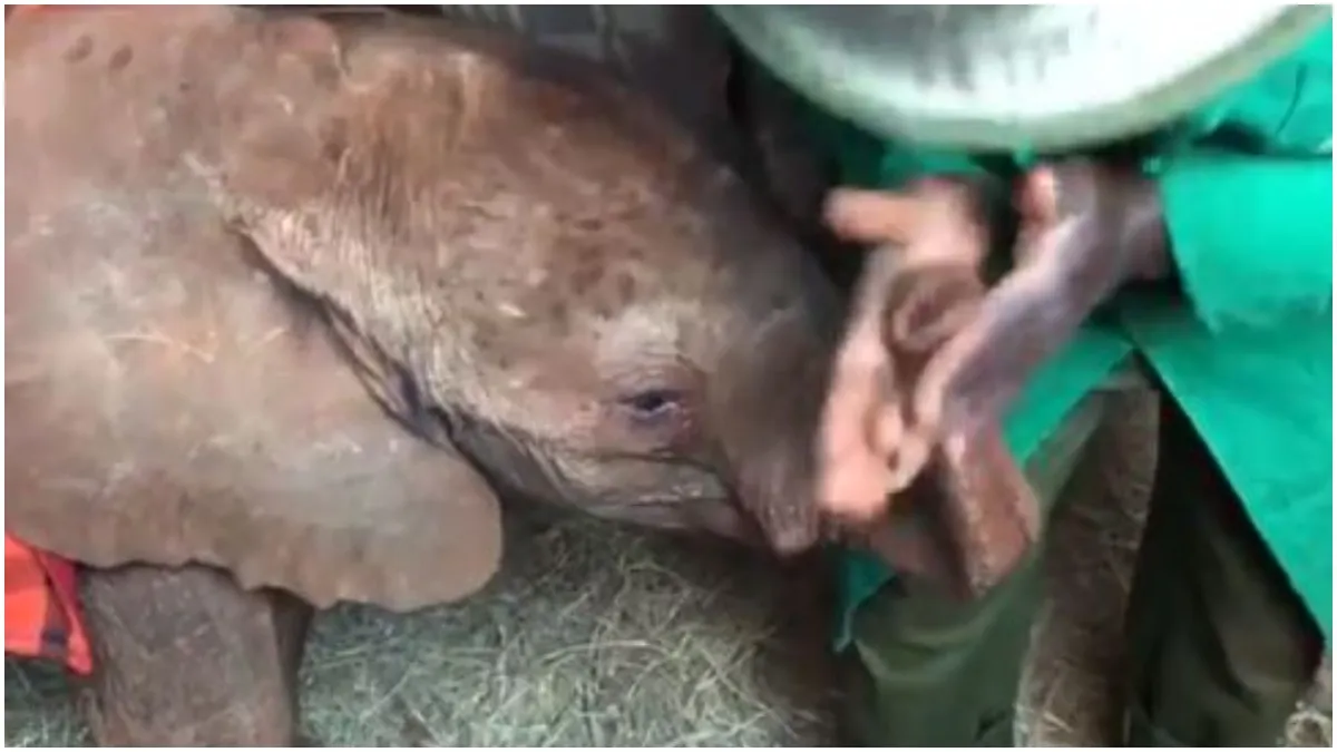 हाथी के बच्चे को मालिश...- India TV Hindi