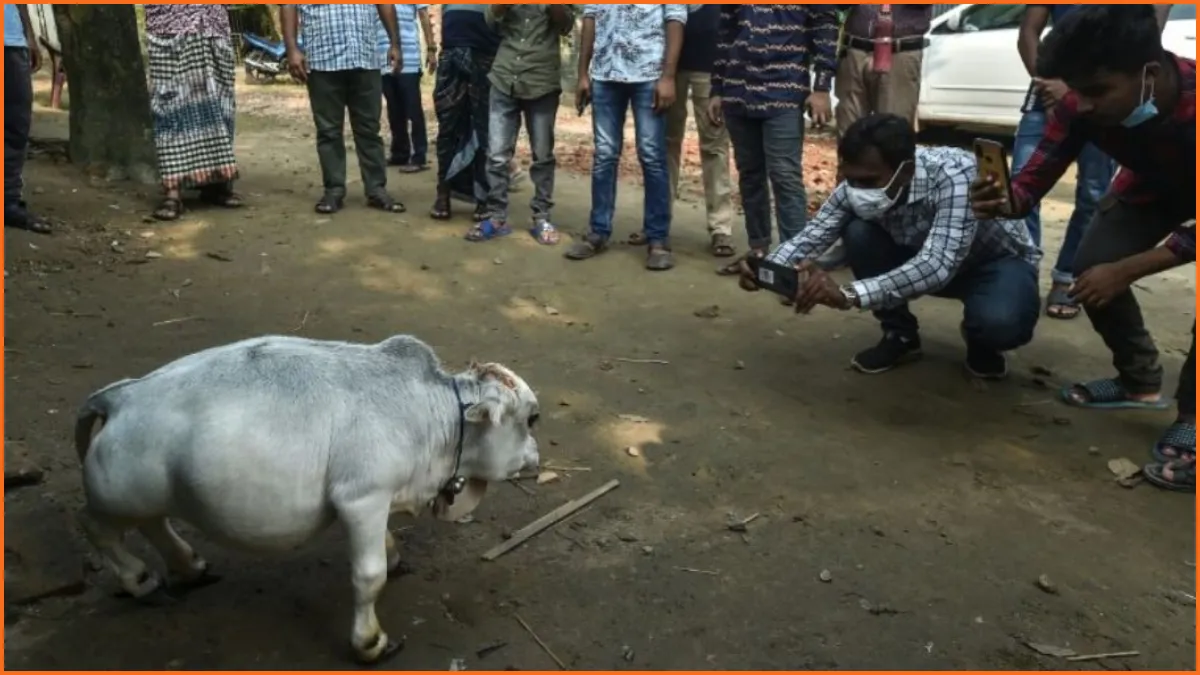 Cow- India TV Hindi