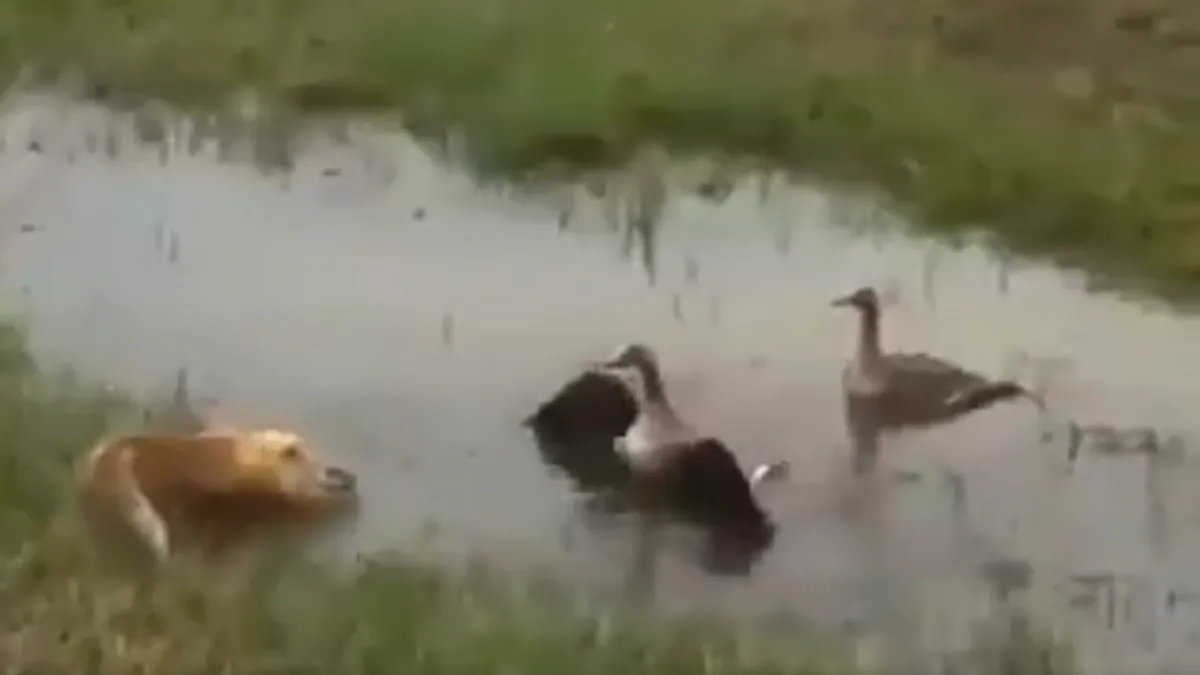 mother duck- India TV Hindi