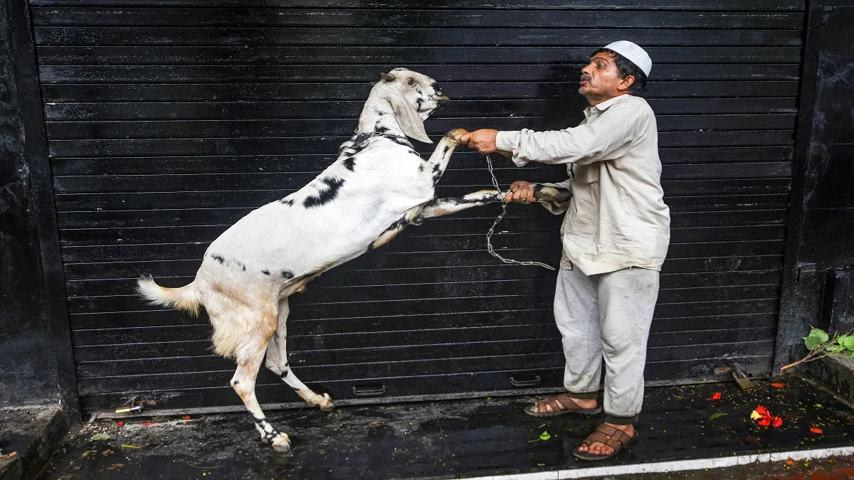 Bakrid in covid times ground report from delhi barka market कोरोना के बीच बकरीद, बकरे महंगे, ग्राहको- India TV Hindi