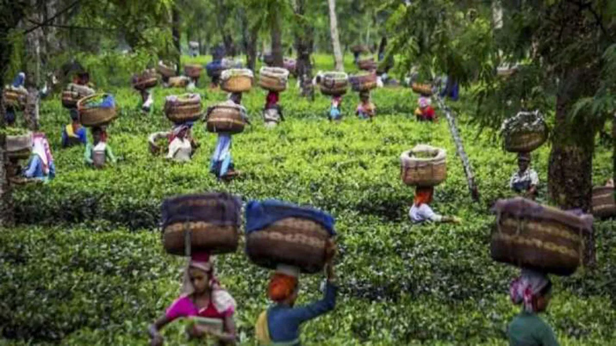 भारतीय चाय का निर्यात 2021 में तीन से चार करोड़ किलो घट सकता है: चाय उद्योग- India TV Paisa