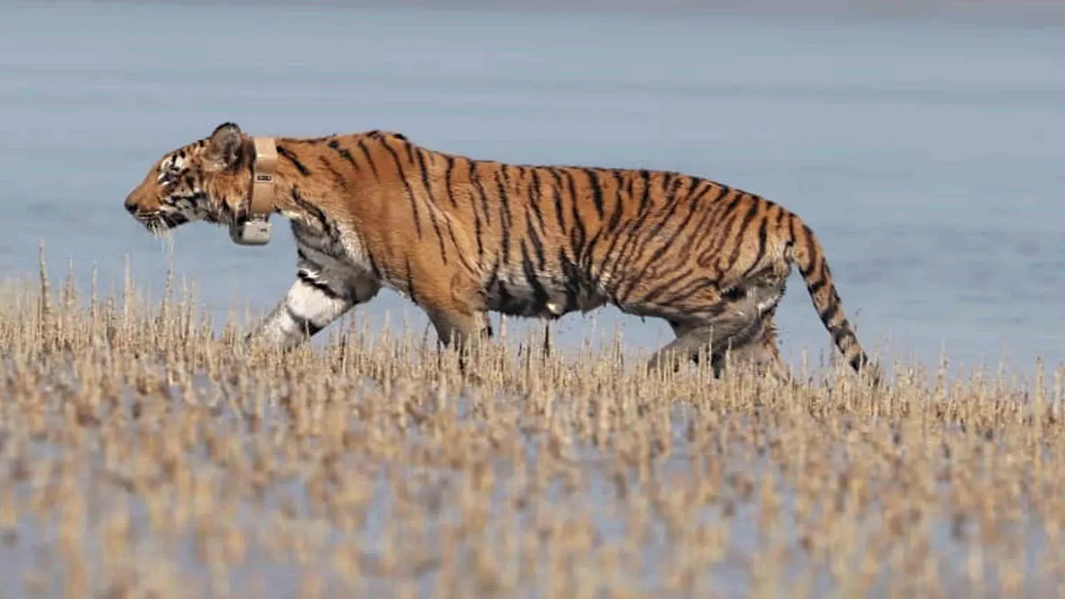 Tiger attack two killed third saves life by climbing tree उत्तर प्रदेश: बाघ ने हमले में 2 की मौत, ती- India TV Hindi