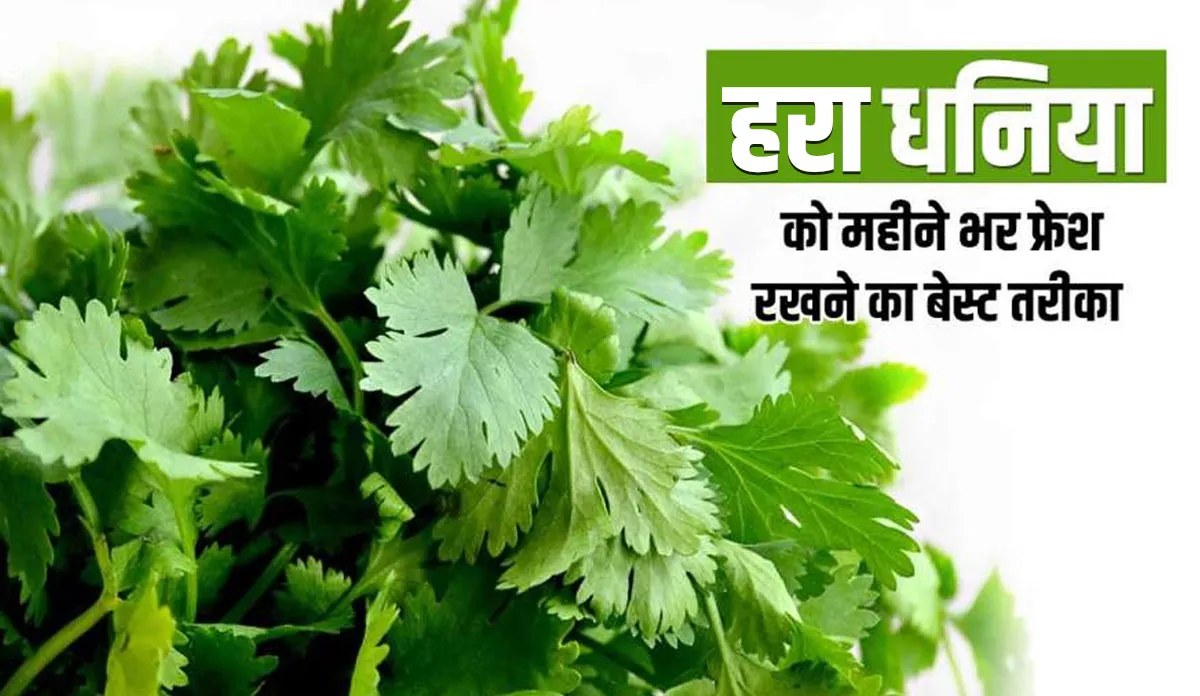 Kitchen Hacks easy ways to store coriander leaves in fridge hari dhaniya ko store karne ka tarika- India TV Hindi