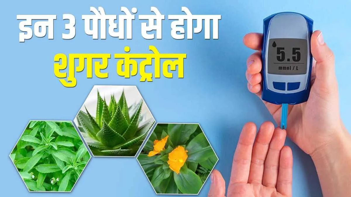 डायबिटीज को कंट्रोल में रखेंगे ये 3 पौधे, घर पर भी लगाना है आसान- India TV Hindi