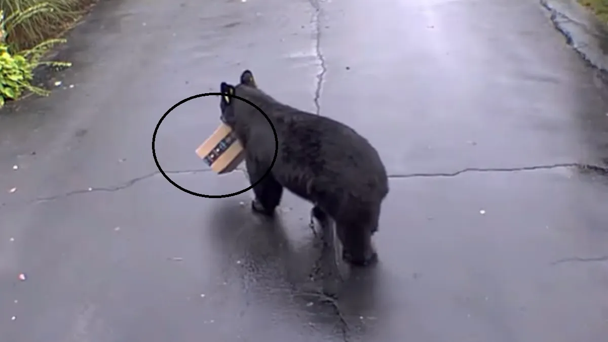 bear steal packets- India TV Hindi