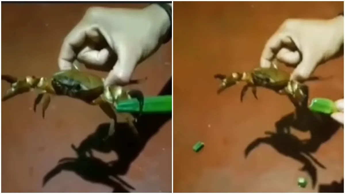 crab cutting vegetable- India TV Hindi