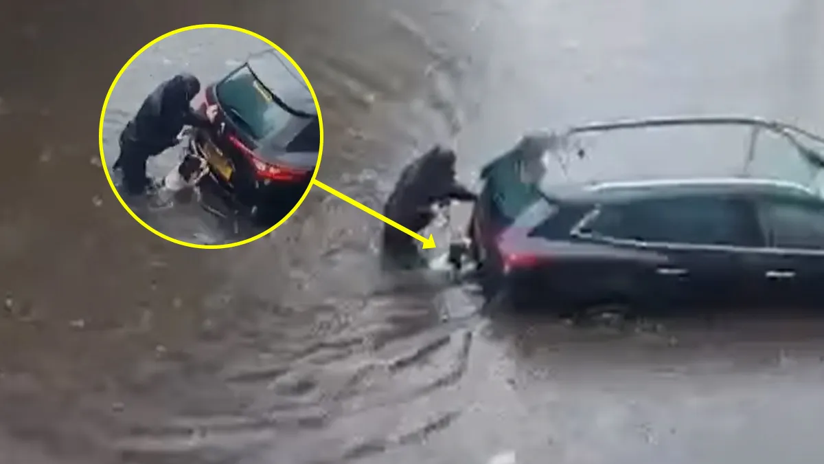 dog started pushing owner car drown in water on road cute dog viral video goes viral on internet wat- India TV Hindi