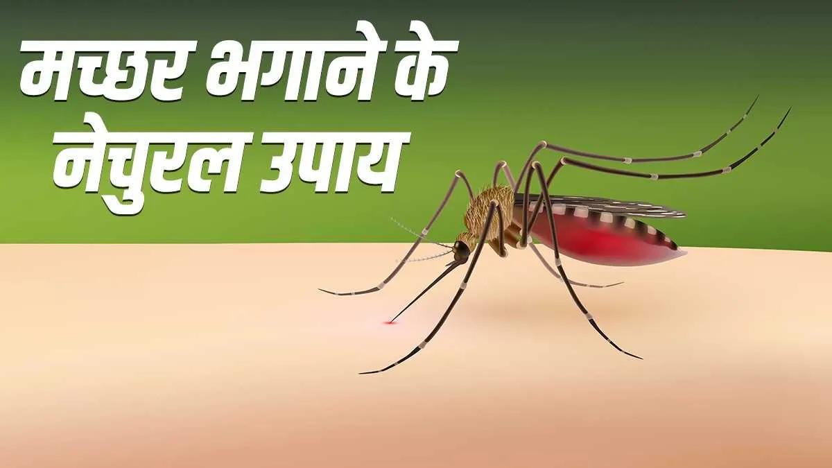 मच्छरों को घर से भगाने के लिए आजमाएं ये घरेलू उपाय- India TV Hindi