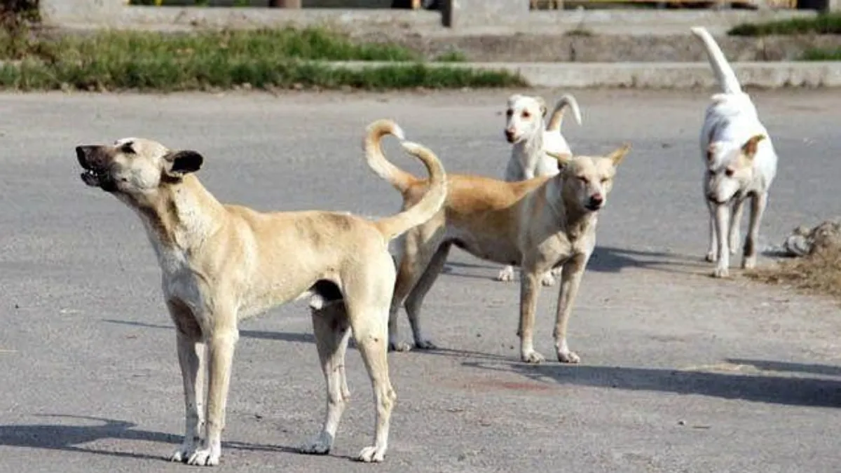 हालात से खूंखार बनता है कुत्ता, यह मिथक है कि गली के कुत्ते खतरनाक होते हैं: अदालत- India TV Hindi