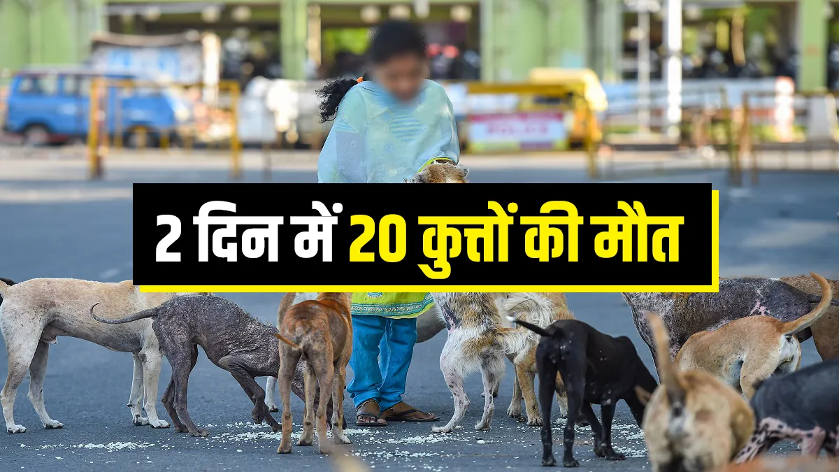 20 dogs die in uttar pradesh village in two days 2 दिन के भीतर गांव में 20 कुत्तों की मौत, कई बीमार,- India TV Hindi
