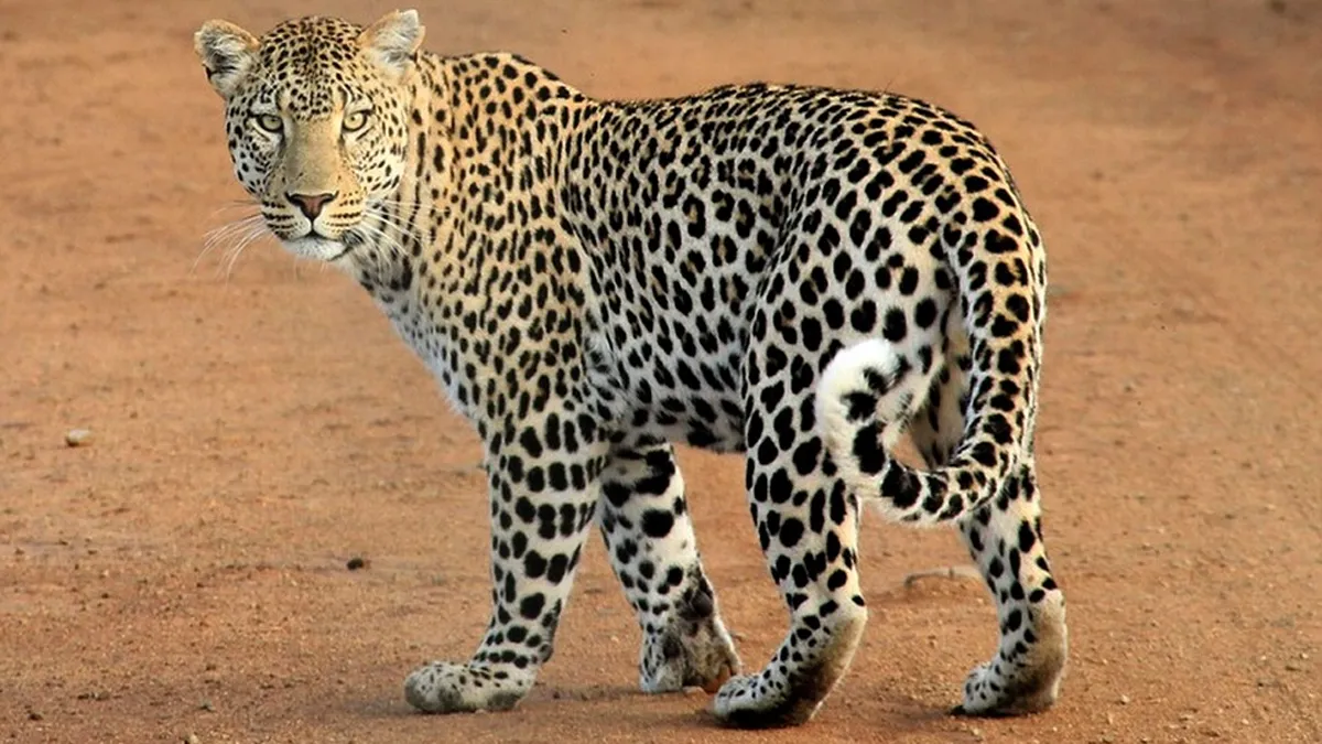 Leopard, Delhi Leopard, Tughlaqabad Leopard, Leopard Caught On Camera- India TV Hindi