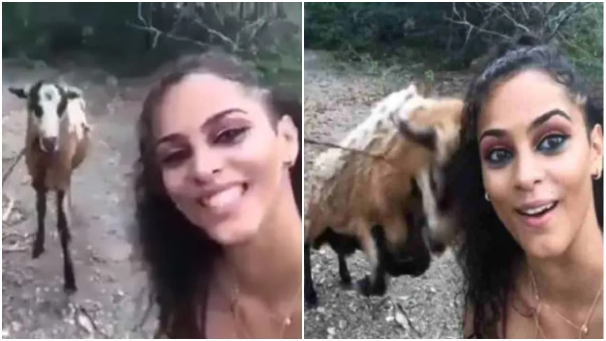 angry goat- India TV Hindi