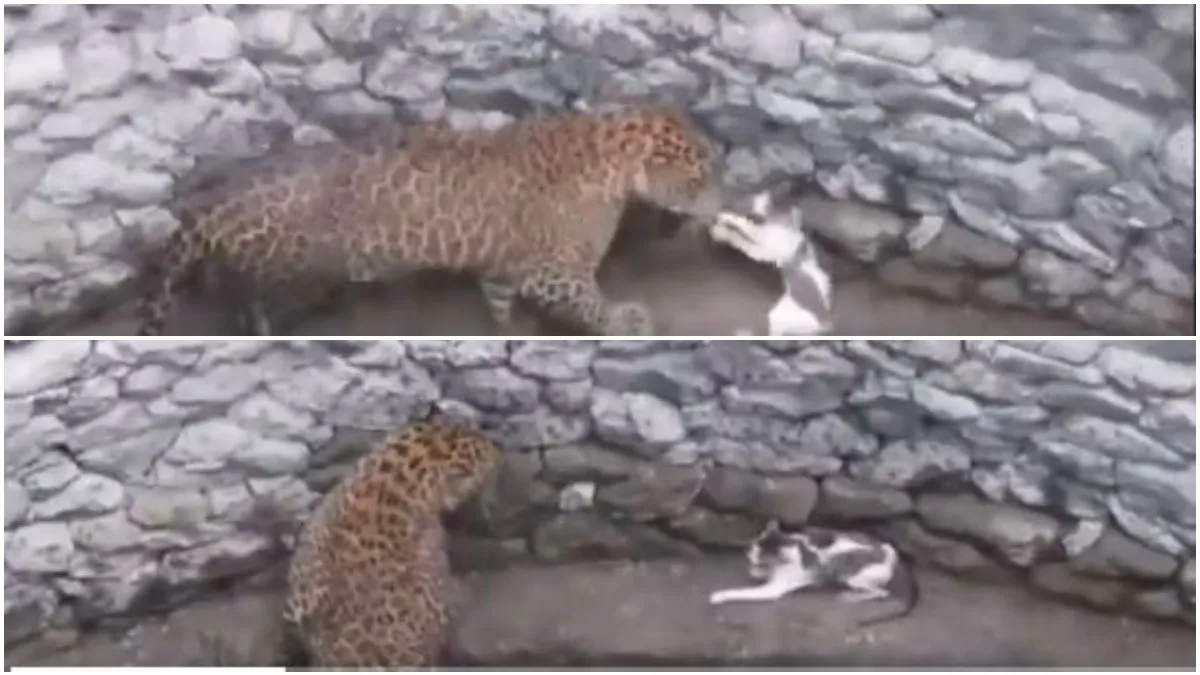 leopard-cat fight- India TV Hindi