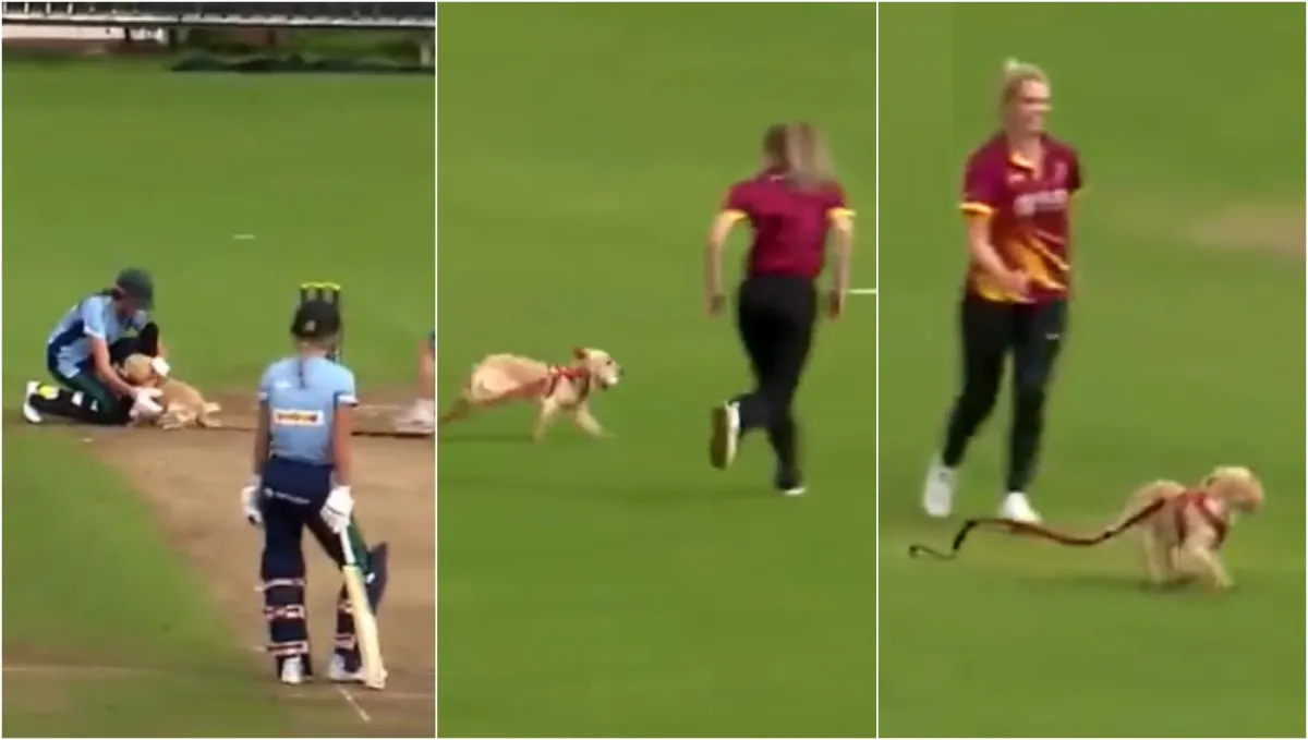 ICC announces a 'special award' for the pitch-invader dog,...- India TV Hindi