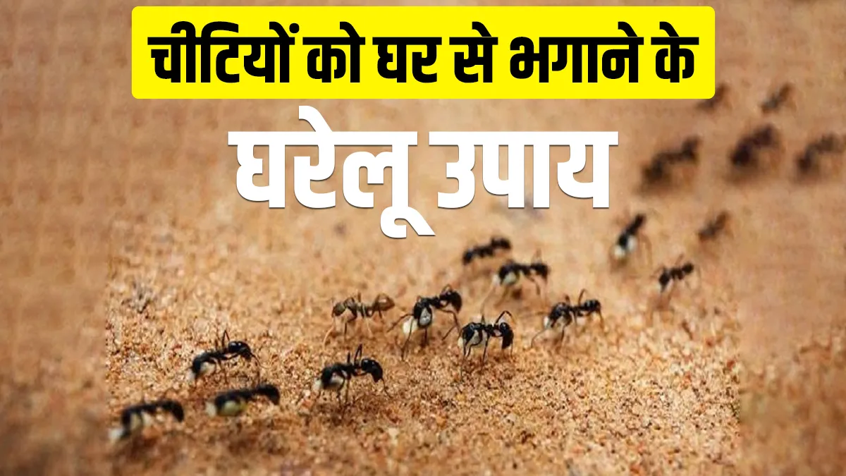 चीटियों को भगाने के...- India TV Hindi