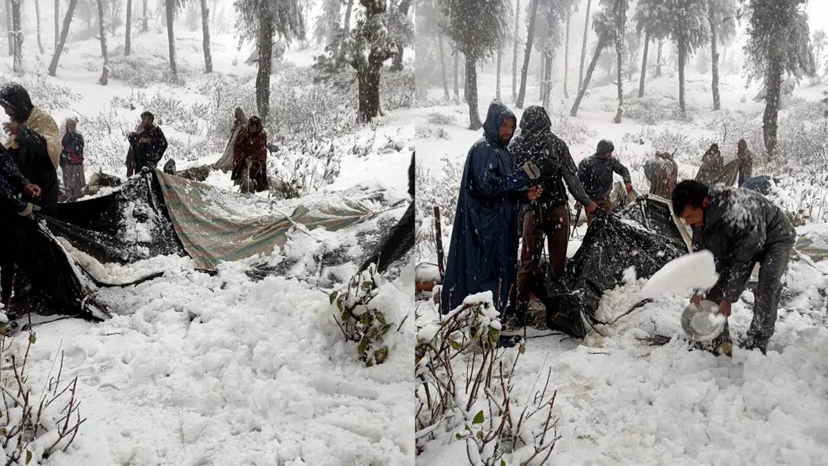 Srinagar, Srinagar Weather, nomadic family at Nagbal top, nomadic family Kashmir- India TV Hindi