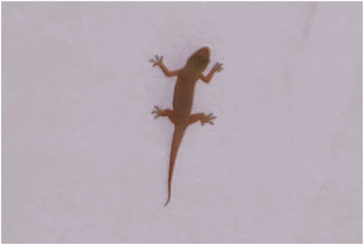  lizards- India TV Hindi