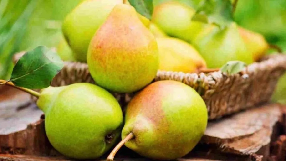 pear fruit health benefits - India TV Hindi
