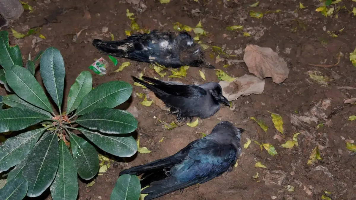 Bird flu confirmed in dead crows in Madhya Pradesh's Agar Malwa- India TV Hindi