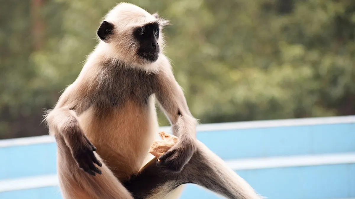 Tea Lover Monkey, Tea Lover Monkey Indore, Tea Lover Monkey Indore Zoo, Tea Lover Monkey Indore- India TV Hindi