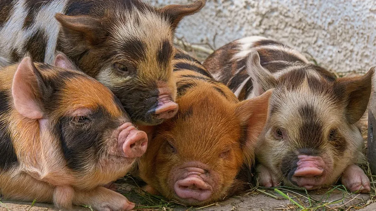 Germany, Germany Pigs, Germany Pigs Swine Fever, Germany Swine Fever- India TV Hindi