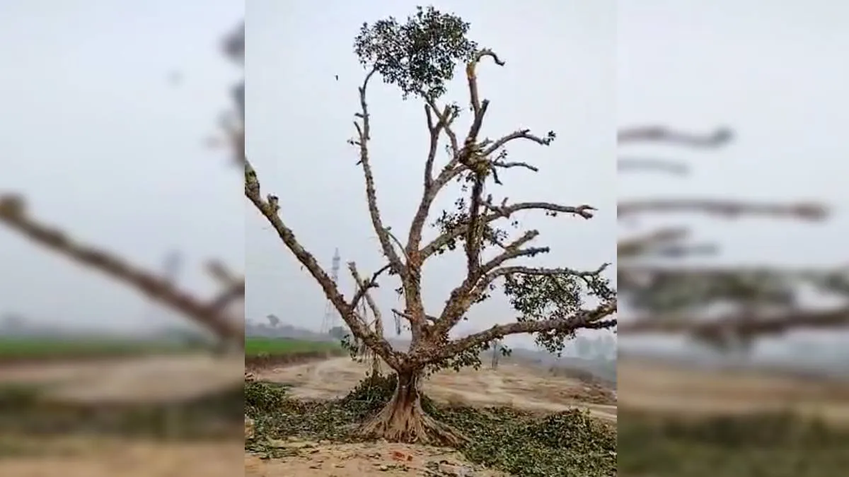 A 120-year-old banyan tree which was allegedly trimmed by local land mafia to construct a colony, at- India TV Hindi