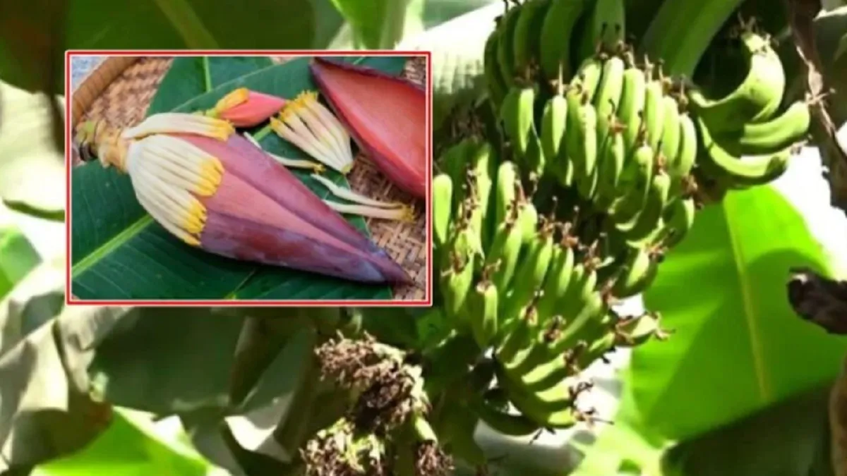 banana flower- India TV Hindi
