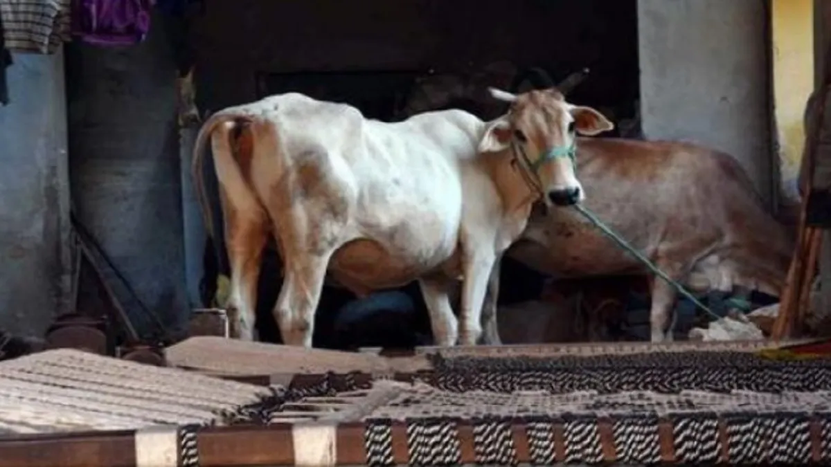 Cow dung will be bought in the cities of Madhya Pradesh- India TV Hindi