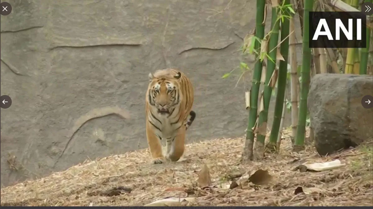 Pune's Rajiv Gandhi Zoological Park opened- India TV Hindi