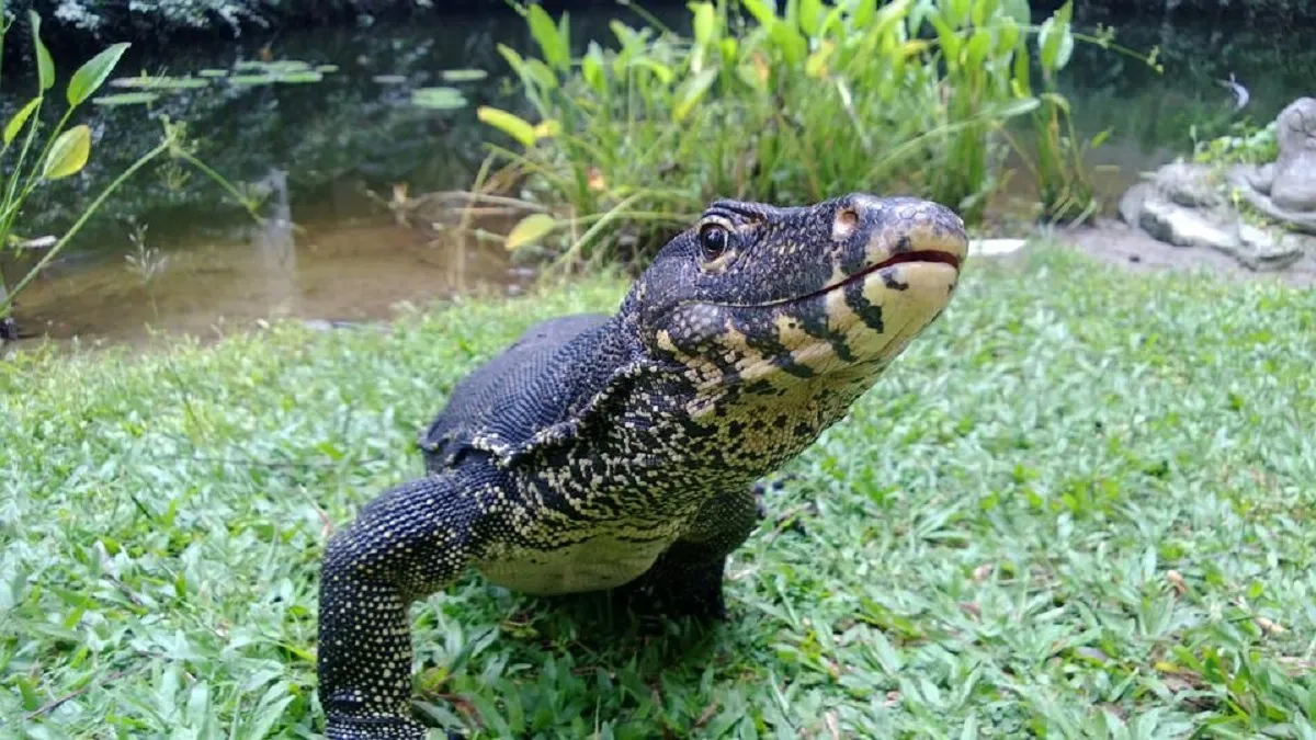 bengal monitor lizard- India TV Hindi