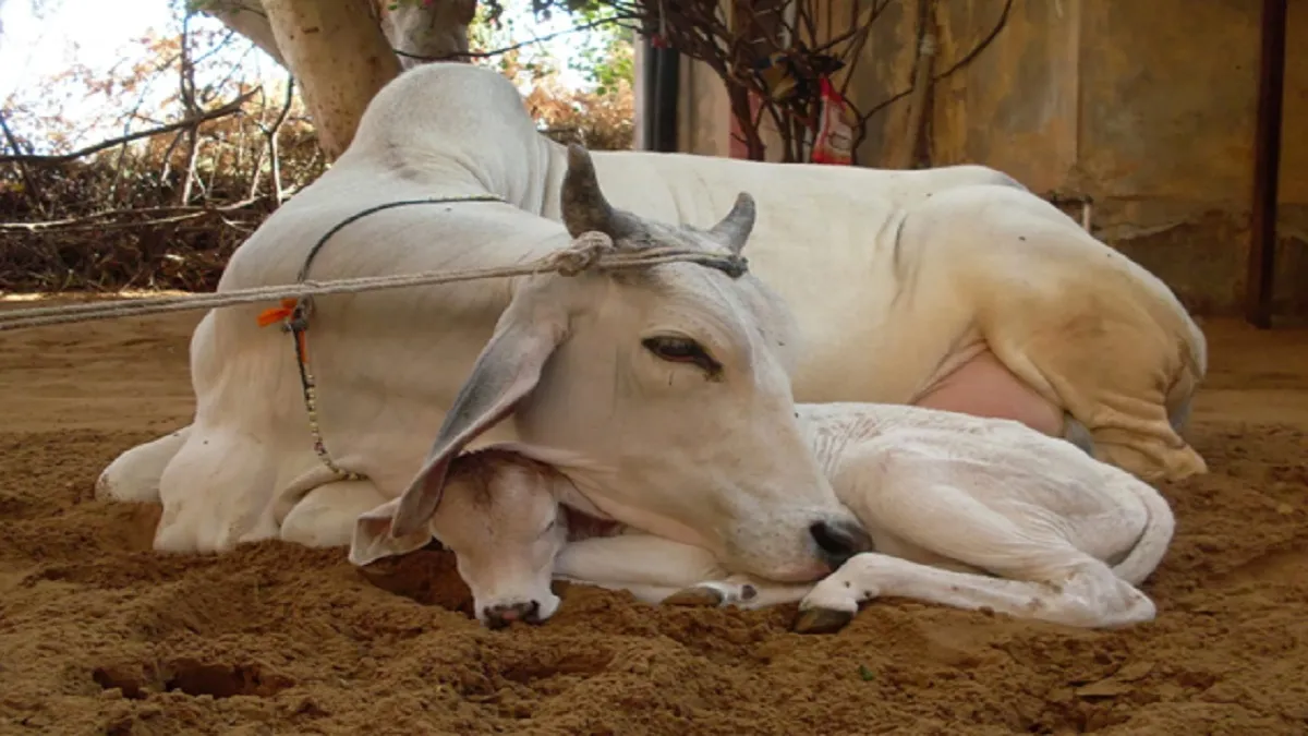cow worship- India TV Hindi